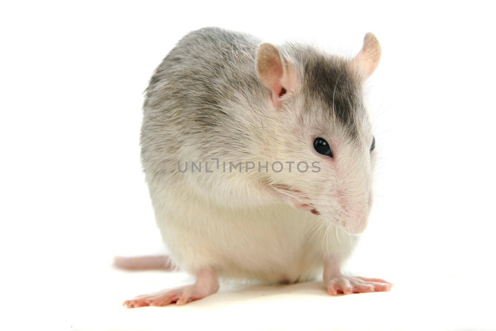 White laboratory rat isolated on white background