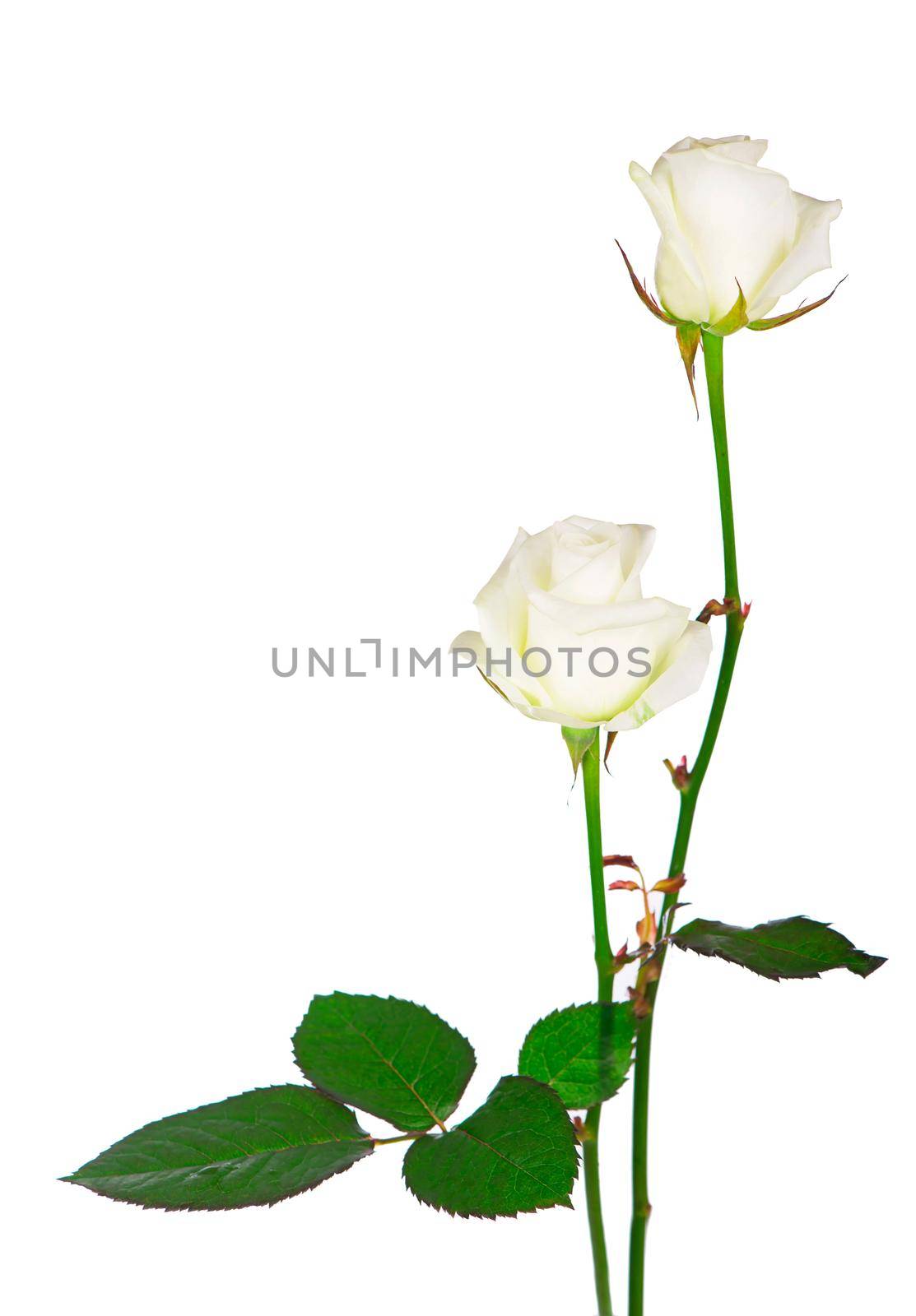 Bouquet of roses, isolated white rose flower isolated on white background.