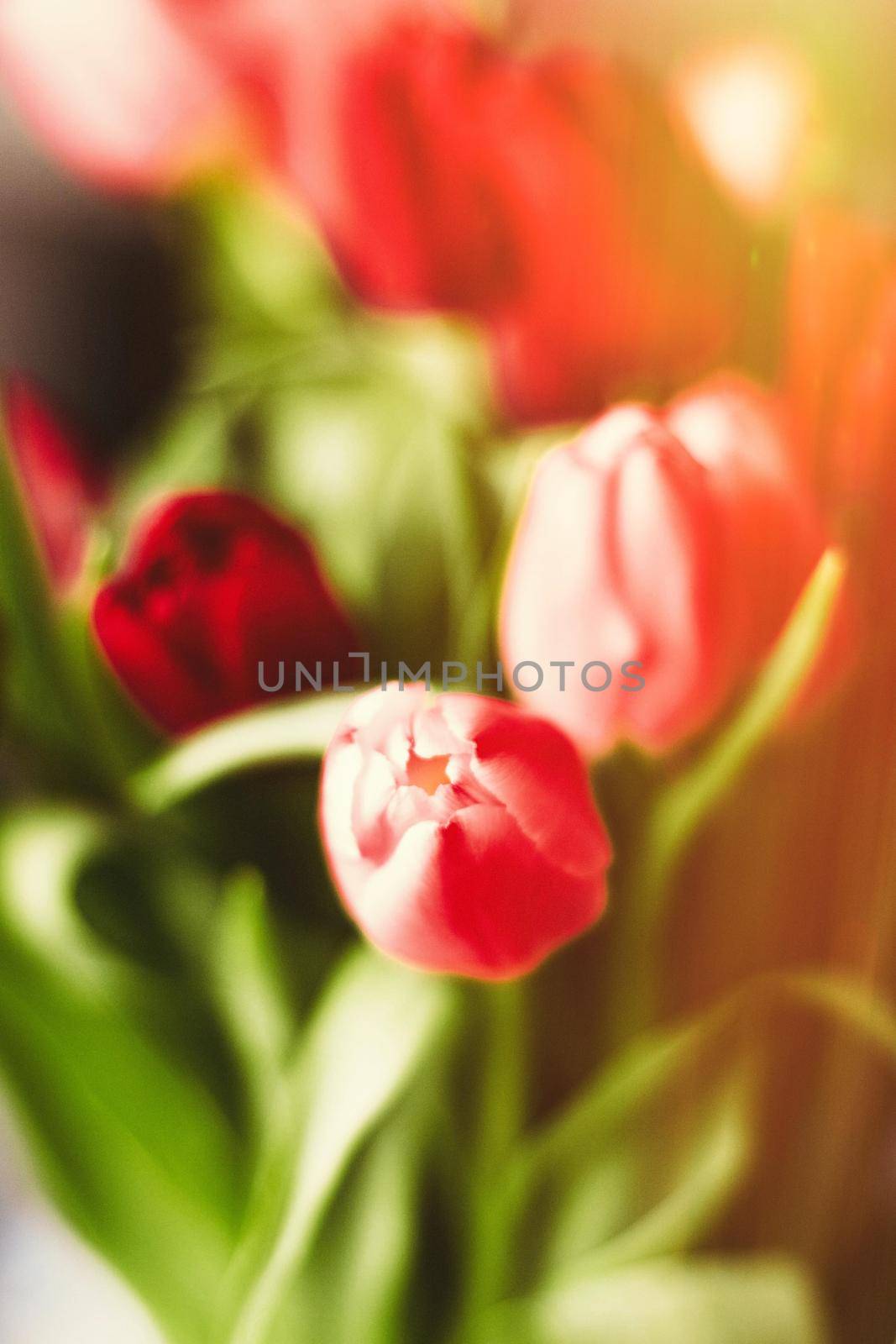 Bouquet of tulips in bloom - mothers day, springtime and international womens day concept. Brighten up your home with flowers