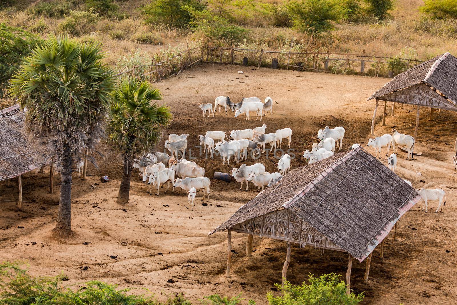 Cattle on a small farm near Old Bagan in Myanmar as seen from a balloon at sunrise