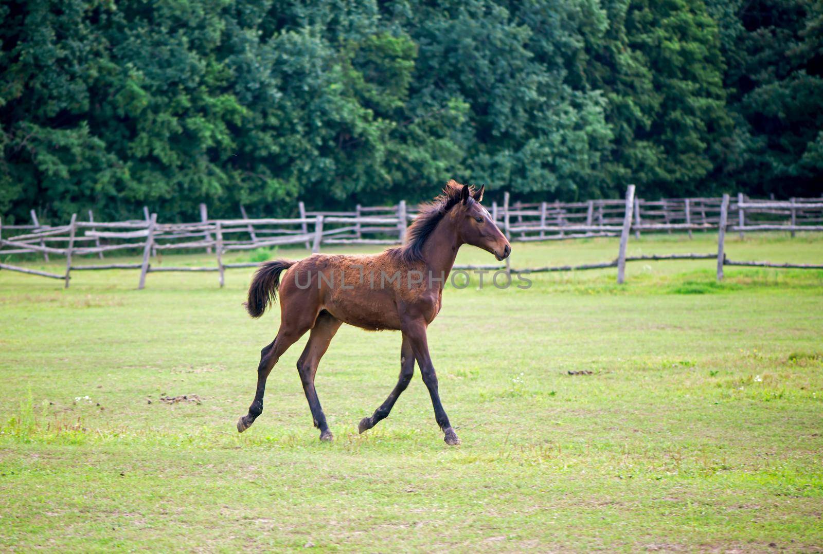 Baby brown horse frolic in the stable. horse breeding by aprilphoto