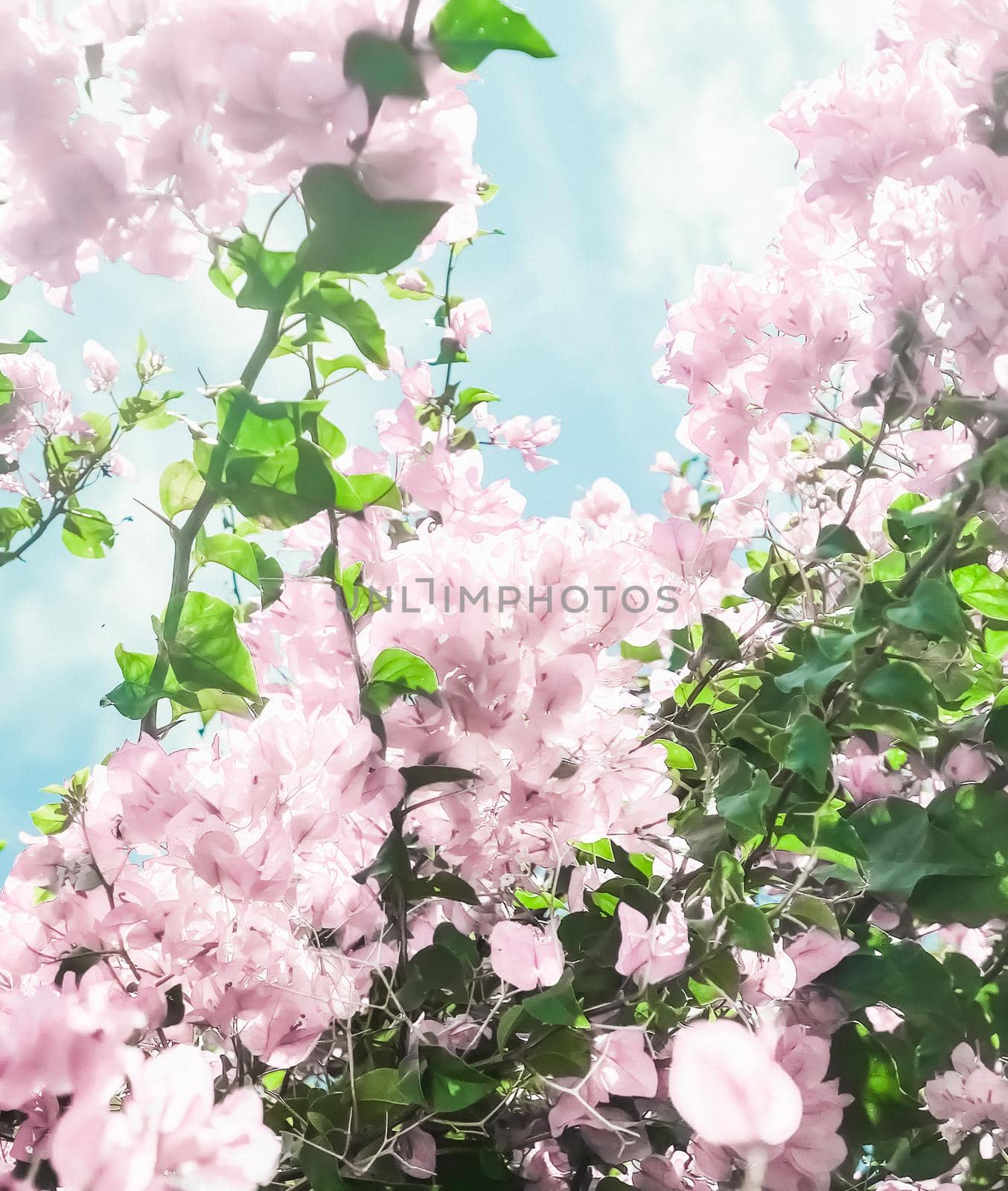Pastel pink blooming flowers and blue sky in a dream garden, floral background by Anneleven