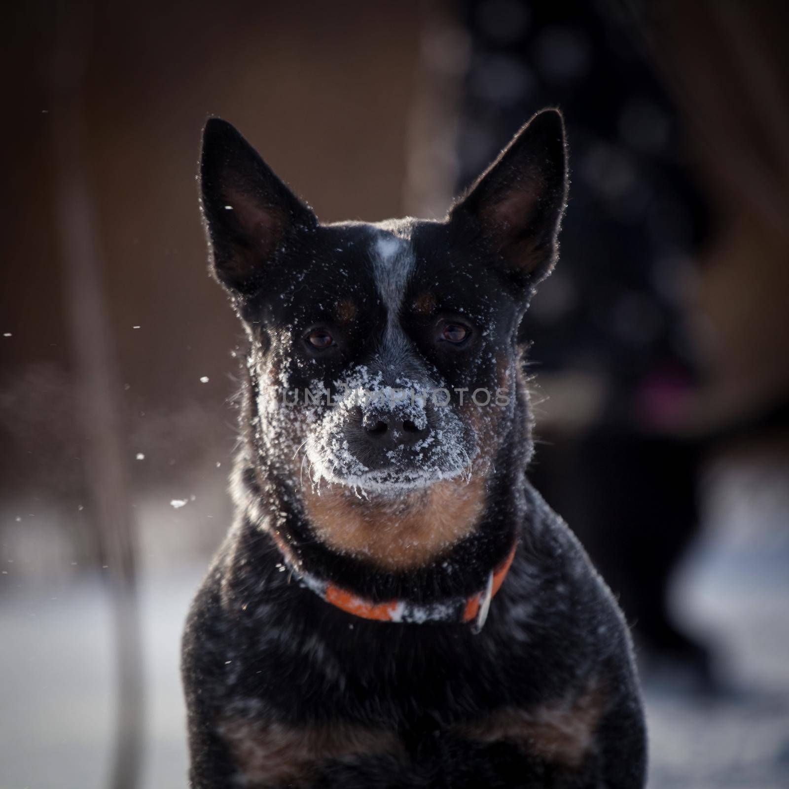 Australian blue Cattle Dog on the winter field by RosaJay