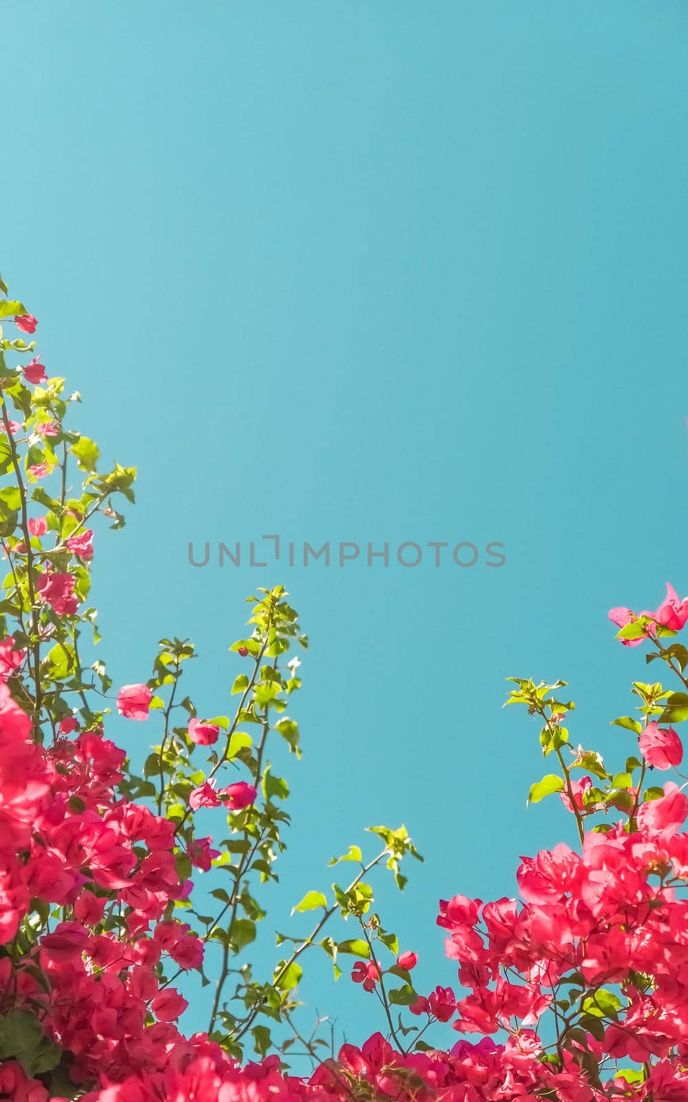 Coral blooming flowers and blue sky, feminine style background by Anneleven