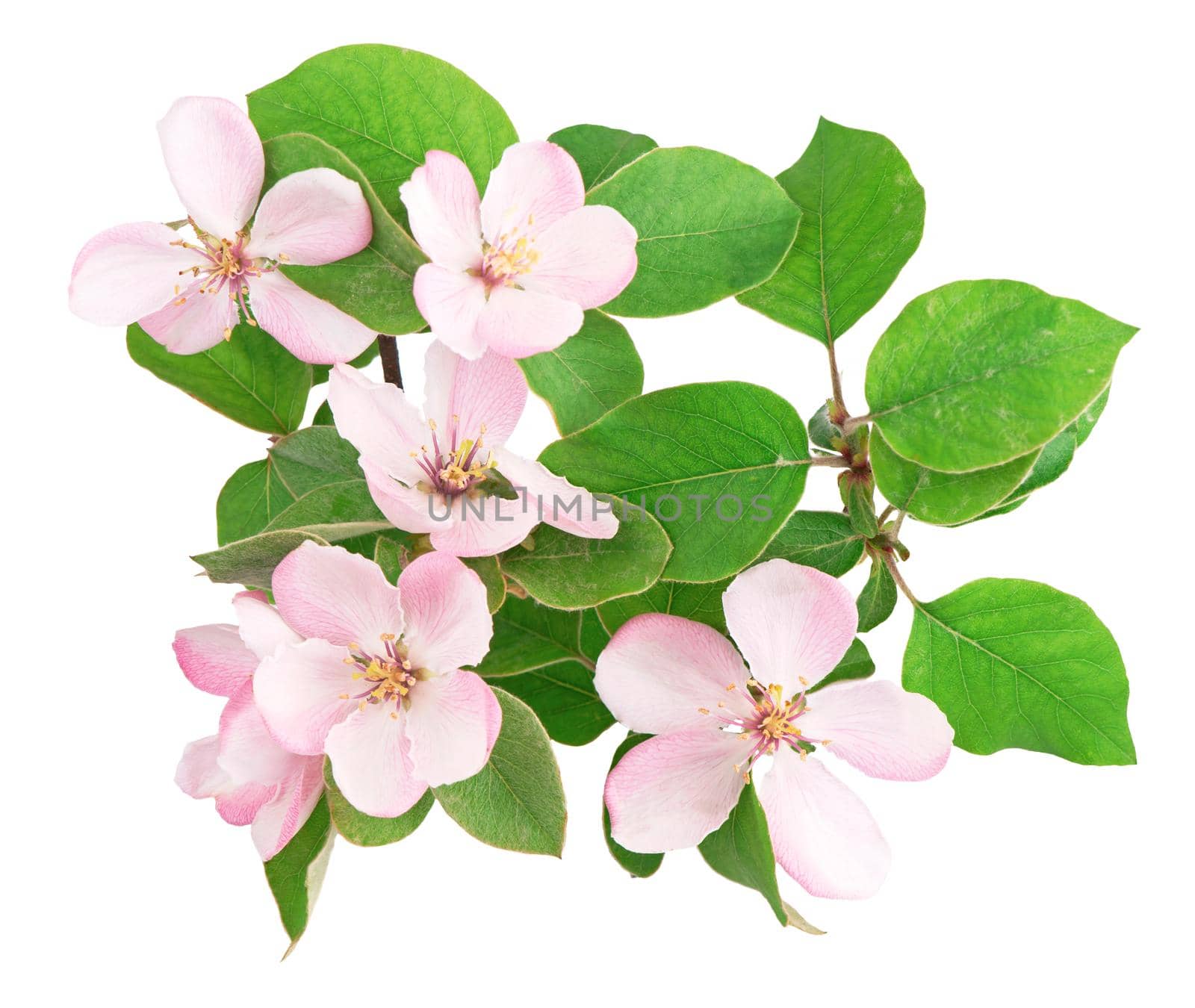 White apple flowers branch isolated on white background by aprilphoto