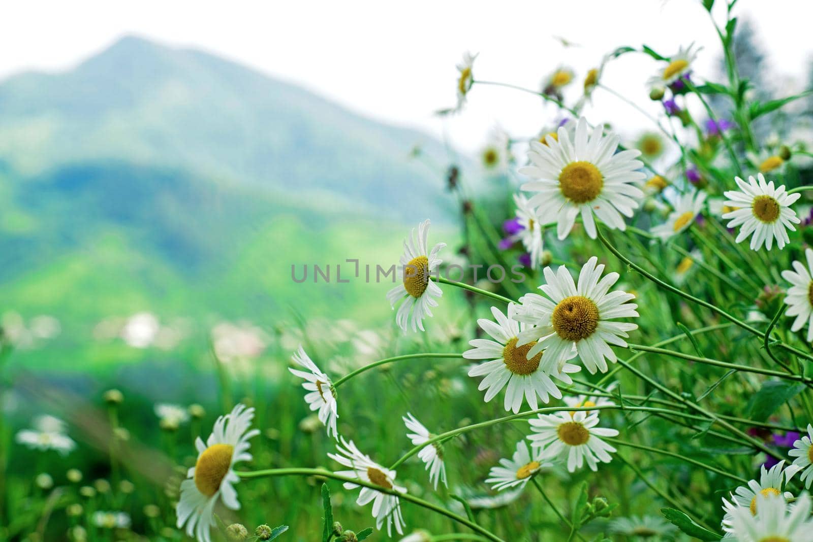 chamomile glade against the background of mountains