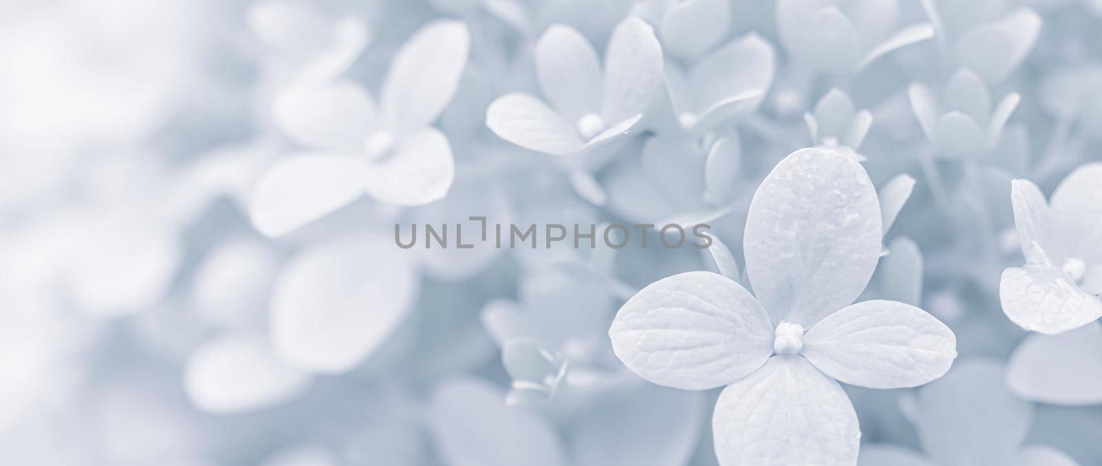 Background of soft white petals of Hydrangea Limelight or Hydrangea close-up