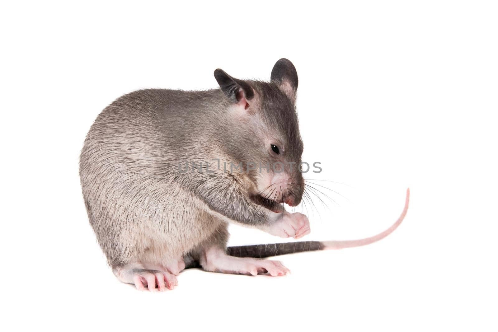 Gambian pouched rat cub, Cricetomys gambianus, isolated on white background