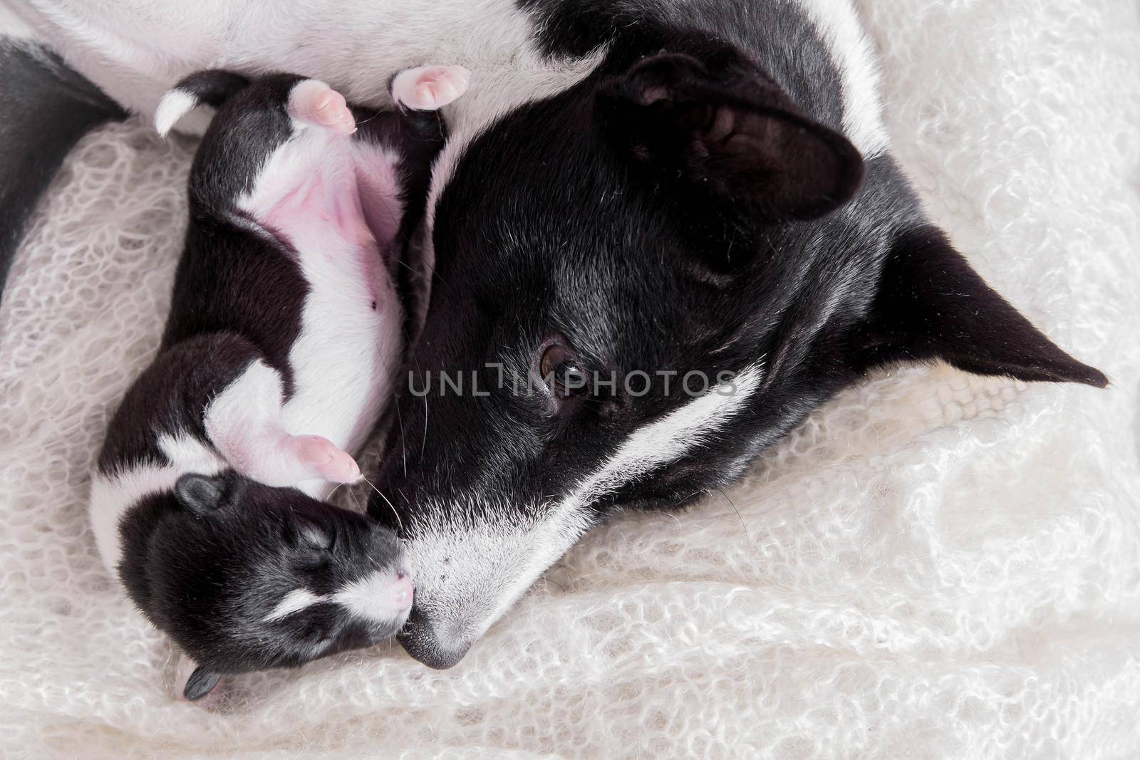 Newborn basenji puppy, 5 days old, with mother