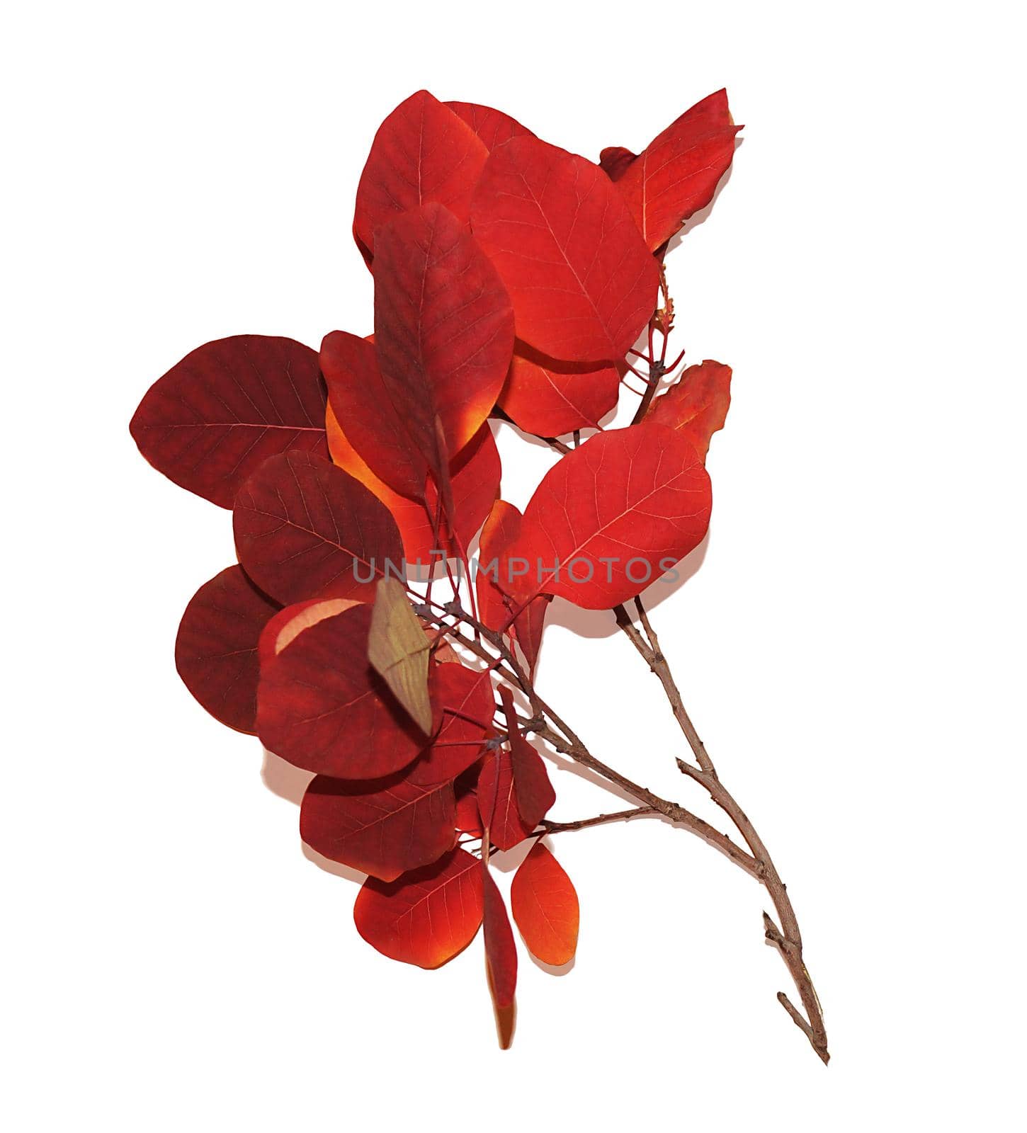A red-maroon barberry branch highlighted on a white background. A shrub for an ornamental garden, a design element.Texture or background