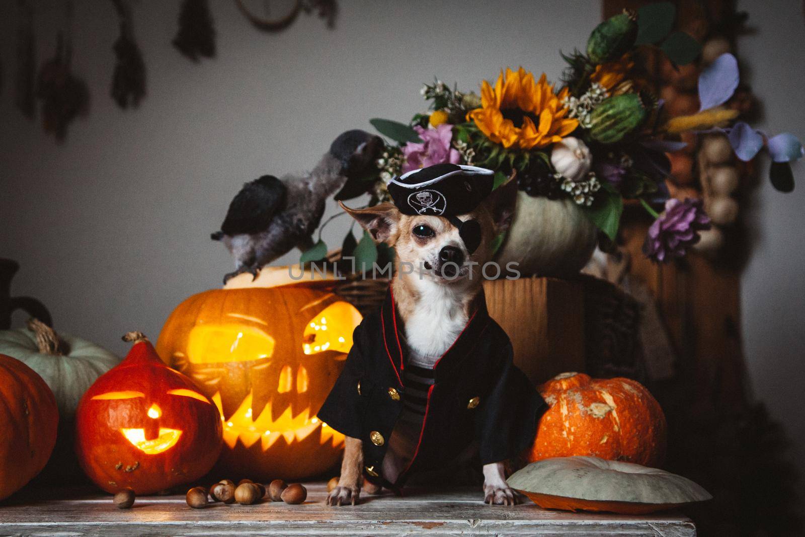 Pretty eyeless pirat chihuahua on Haloween costume party with pumpkins