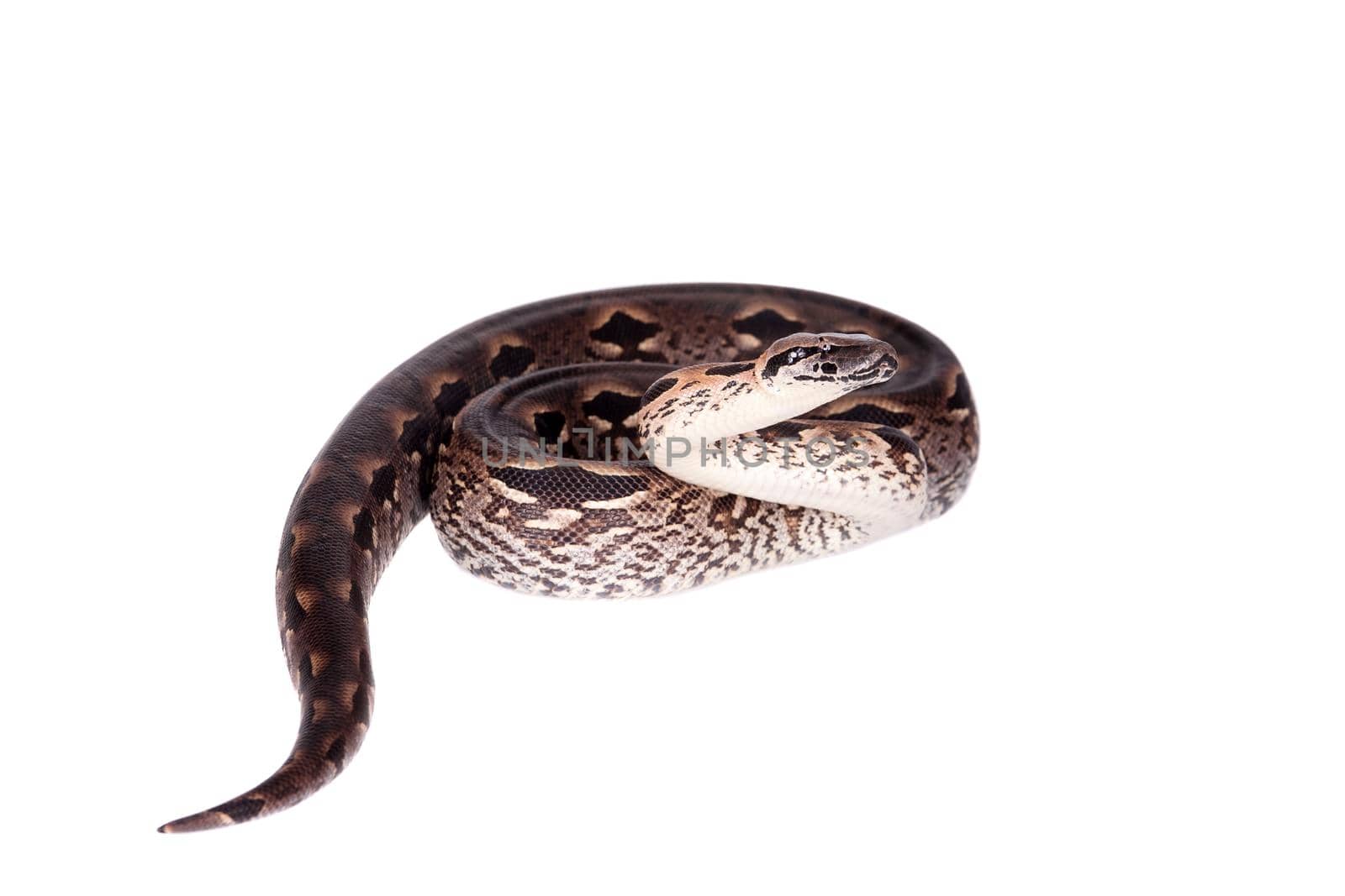 Madagascar or Malagasy ground boa, Acrantophis madagascariensis, on white