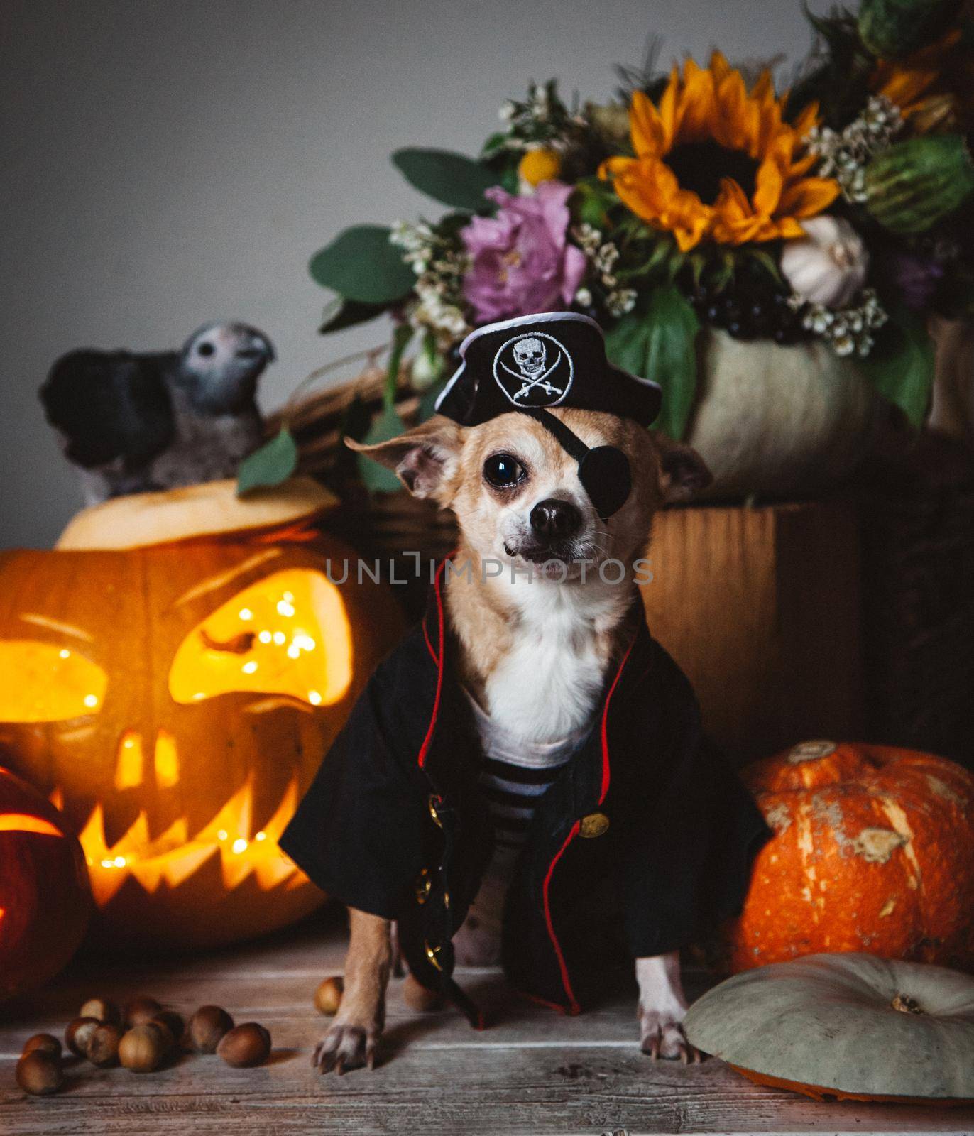 Pretty eyeless pirat chihuahua on Haloween costume party by RosaJay