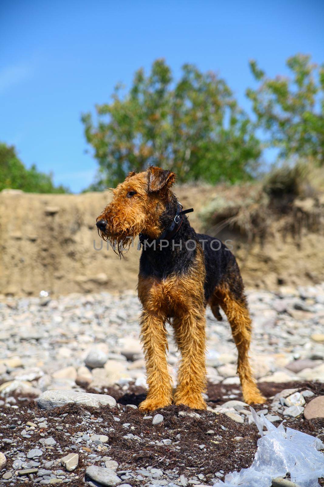 Purebred airedale terrier outdoors by RosaJay