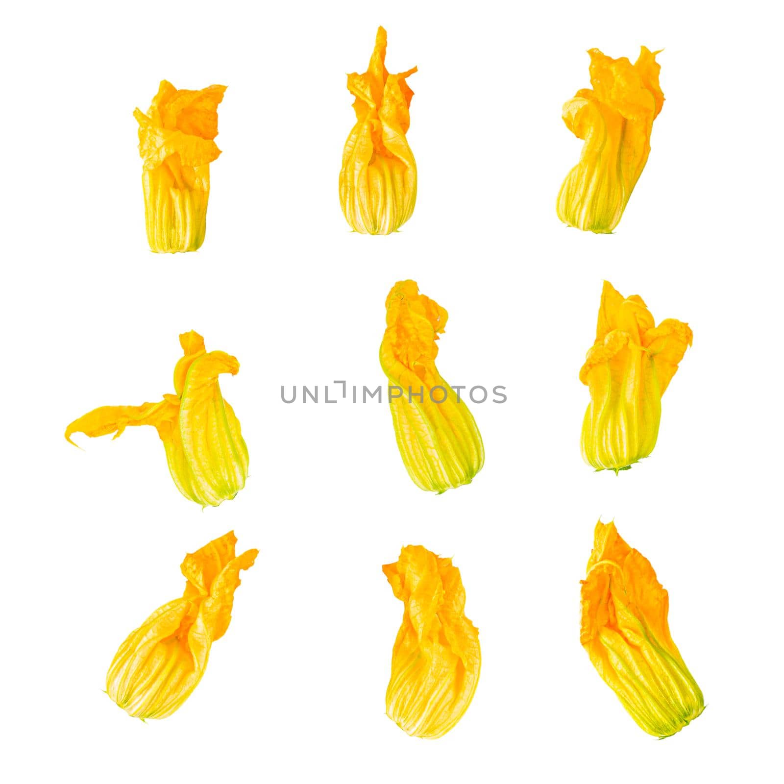 Zucchini flowers on a white background by Ciorba