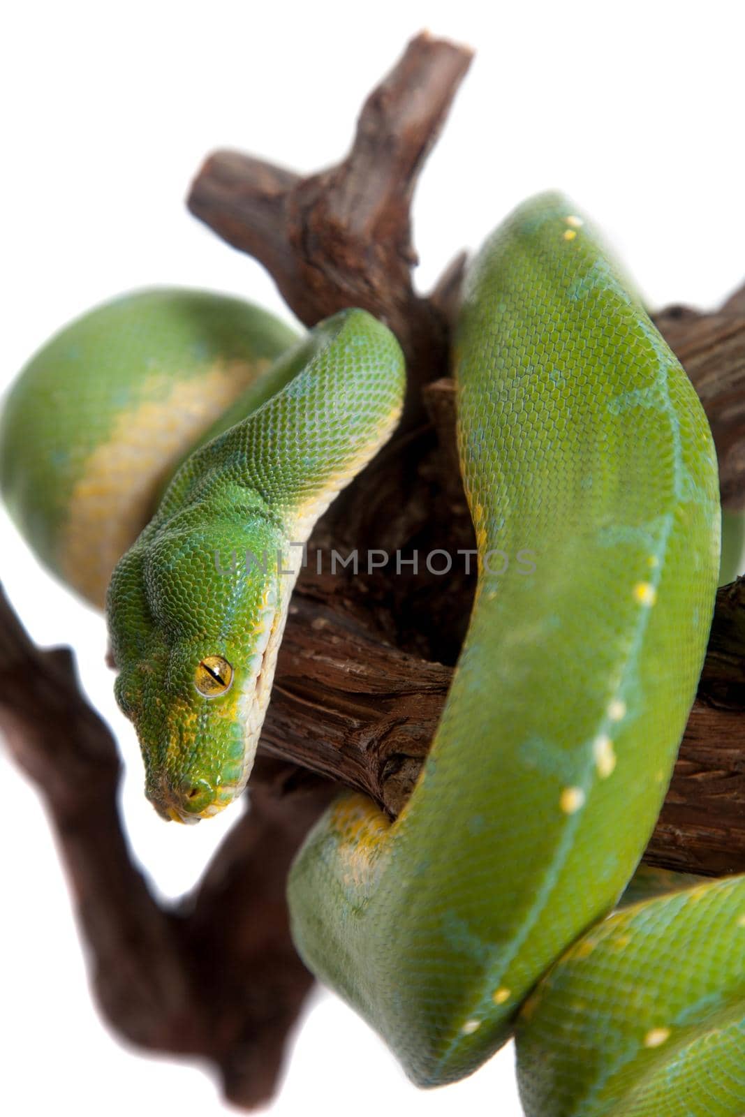 Green tree python, chondros isolated on white by RosaJay