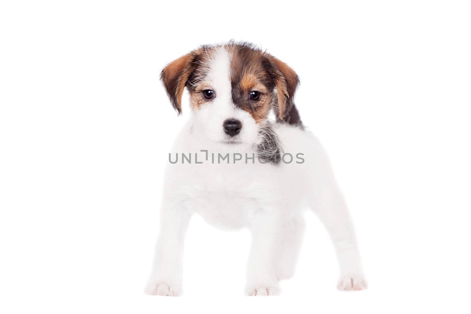 Jack Russell puppy, 1,5 month old, on white by RosaJay