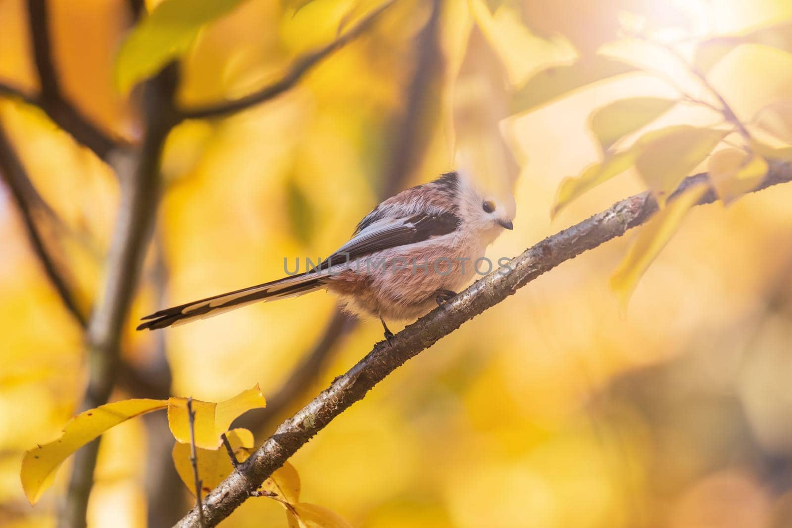 small beautiful bird among golden leaves , autumn colors
