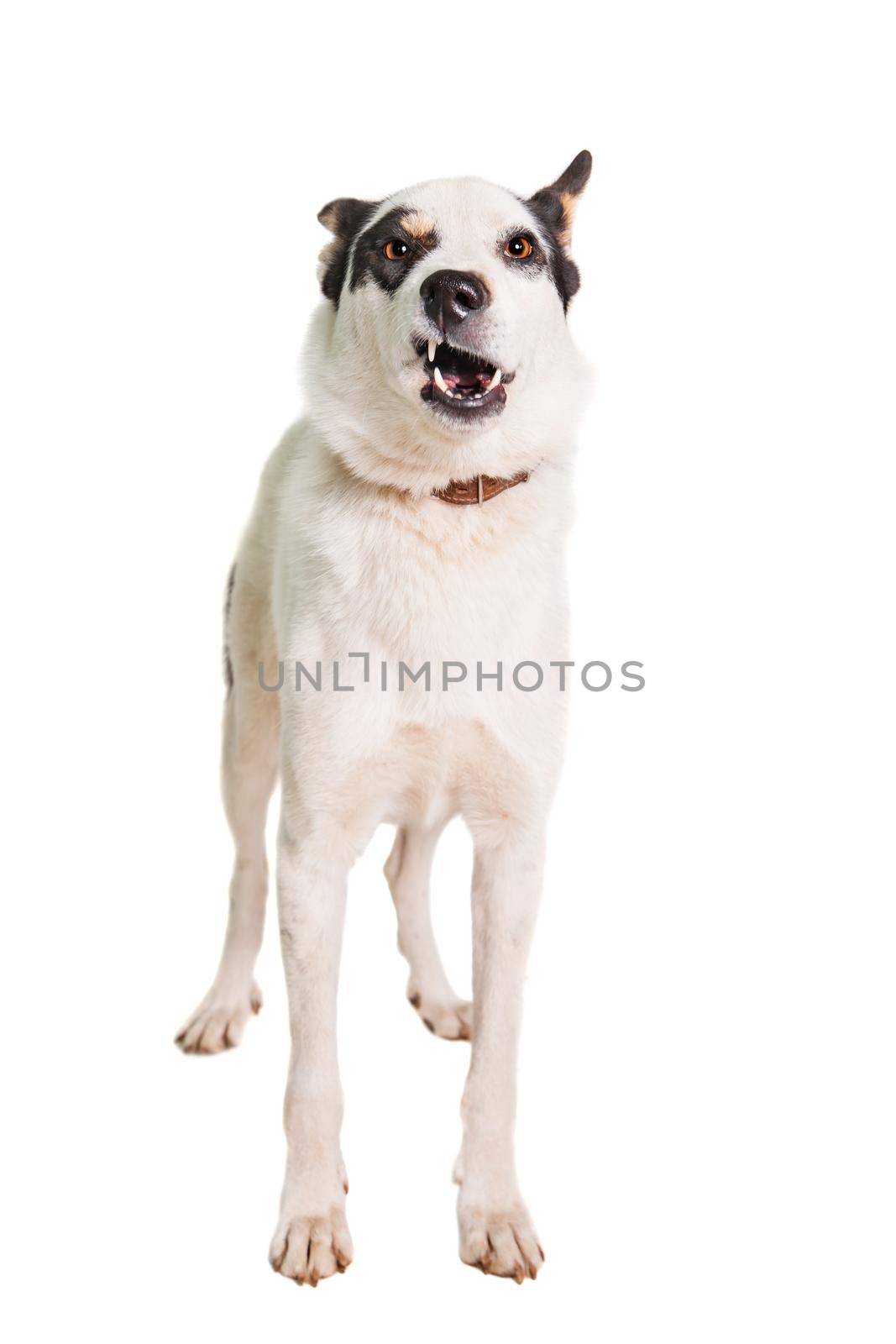 Mixed breed dog on white by RosaJay