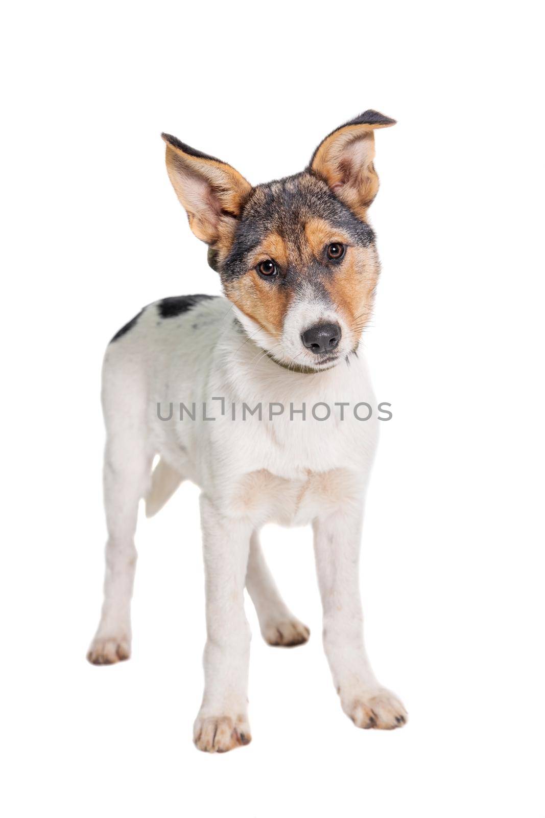 Mixed-breed puppy, 3 months old, isolated on white background