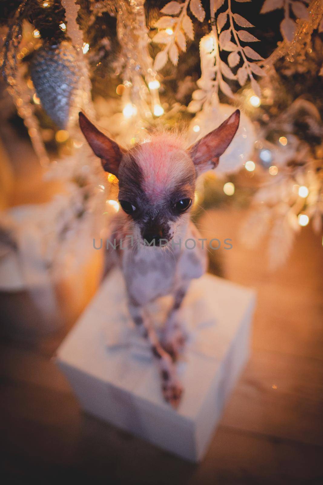 Ugly peruvian hairless and chihuahua mix dog in festivaly decorated room with Christmass tree. New Years celebration.