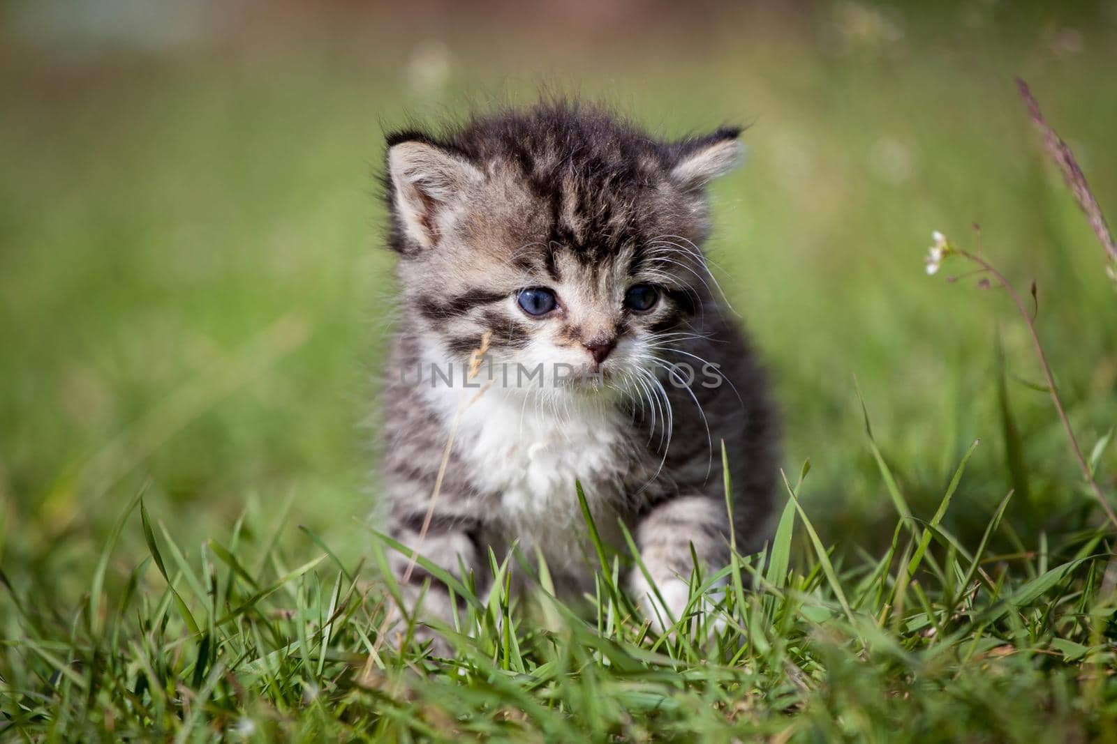 Grey tabby kitten, 3 weeks old, on green grass