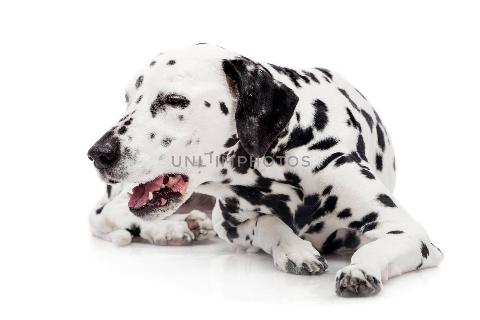 Beauty dalmatian dog, isolated on white background