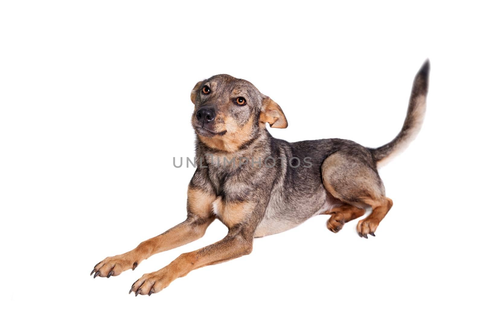 Mixed breed dog isolated on white background