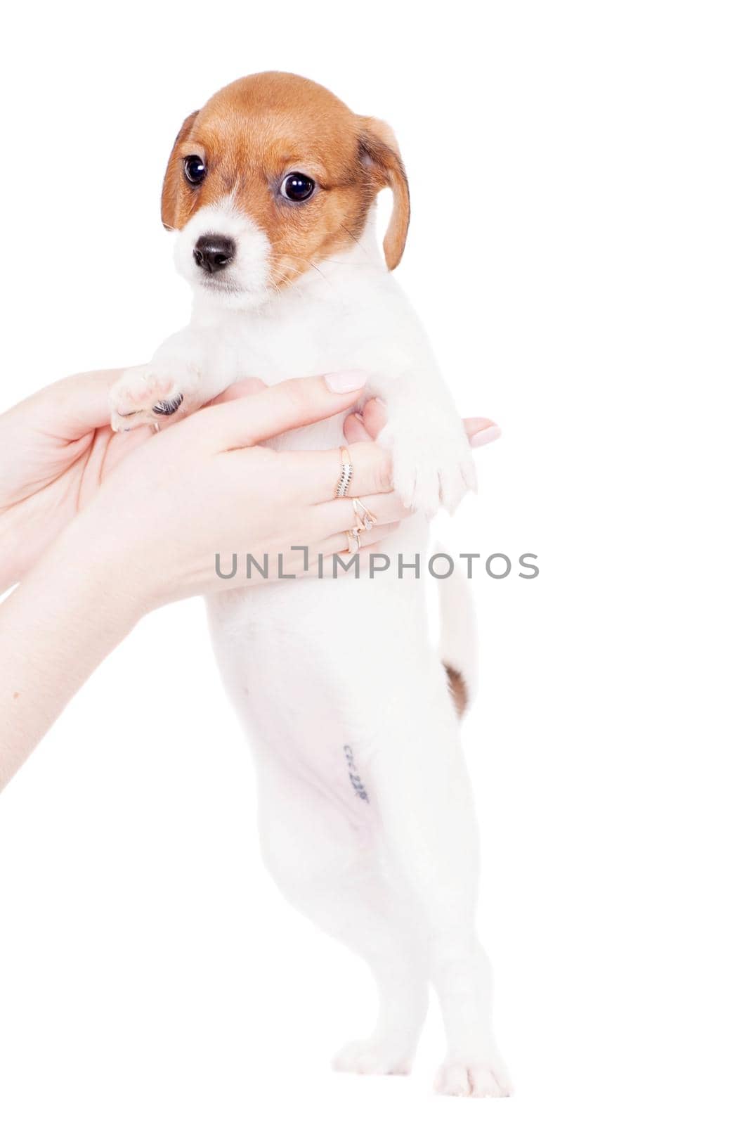 Jack Russell puppy, 1,5 month old, on white by RosaJay