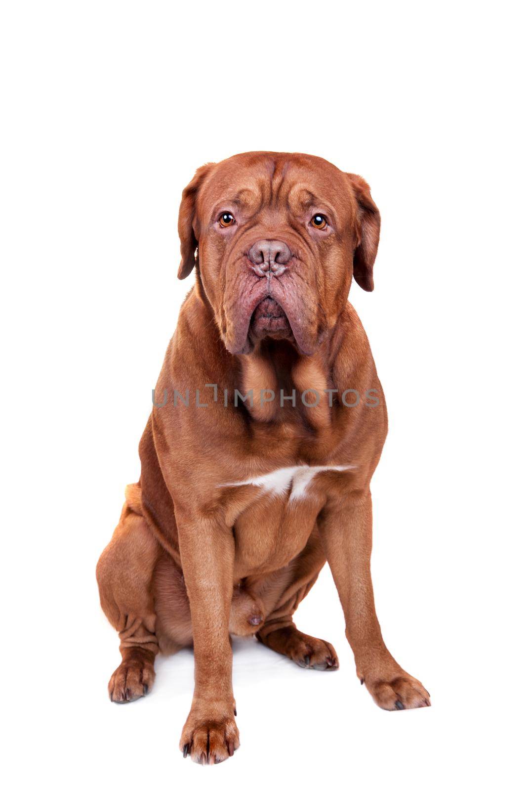 Dog of Dogue De Bordeaux isolated on white by RosaJay