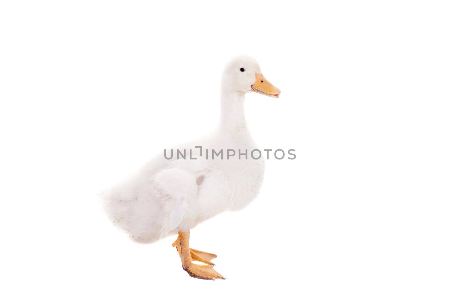 Adorable duckling quacking isolated on white background.