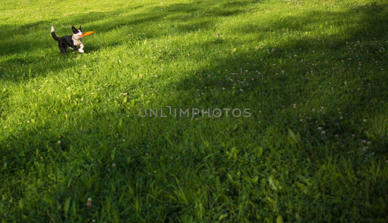 A dog runs through a spring bright green glade with the disk in its teeth. banner with copy space