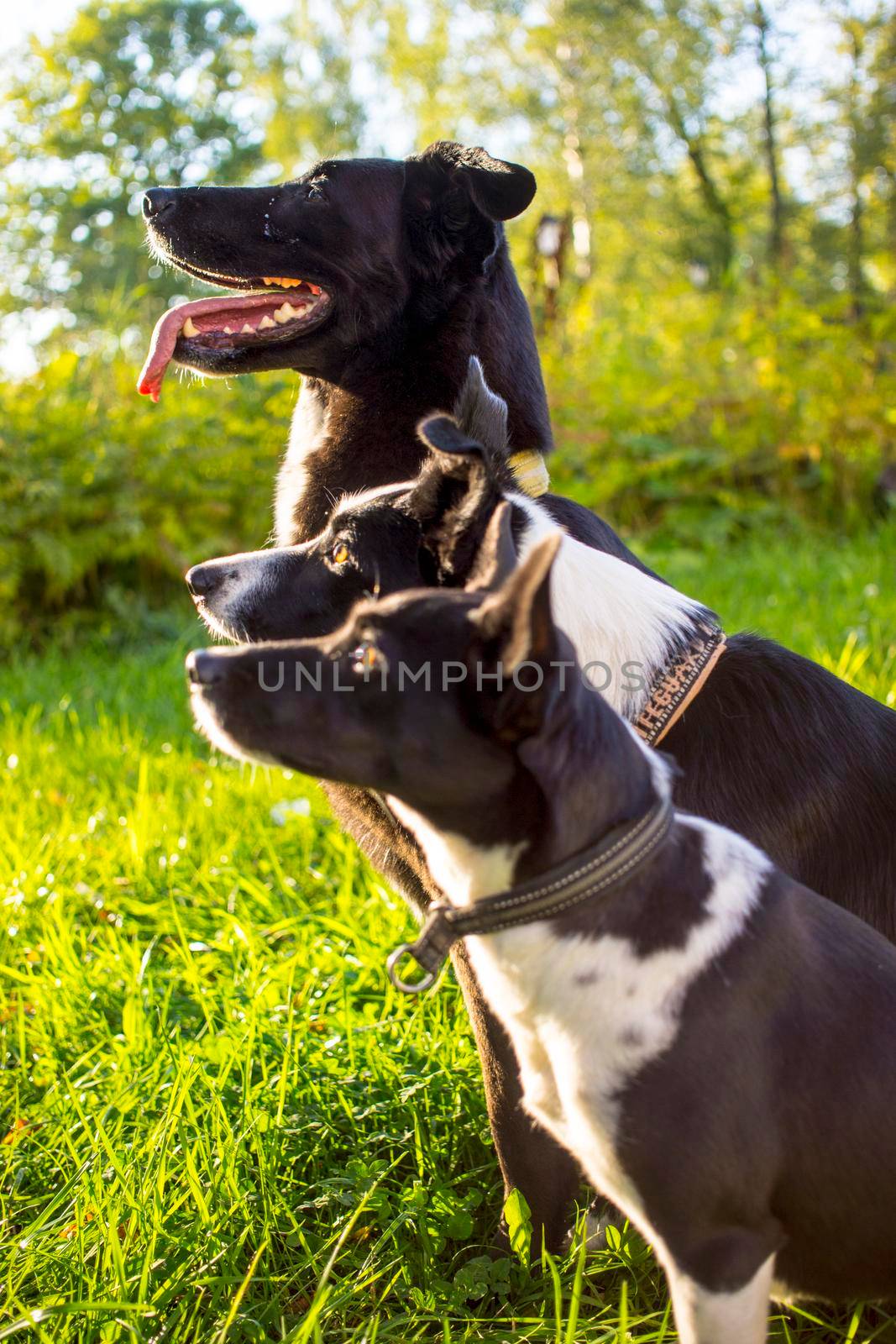 head shot of three white and black dogs of blurry green background. Side profile view. Group side view portrait of dog of different breeds