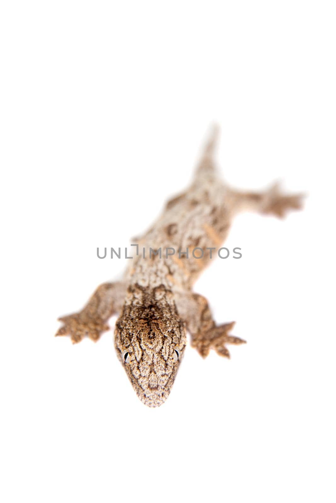 The New Caledonian giant gecko or Leach's giant gecko, Rhacodactylus leachianus isolated on white