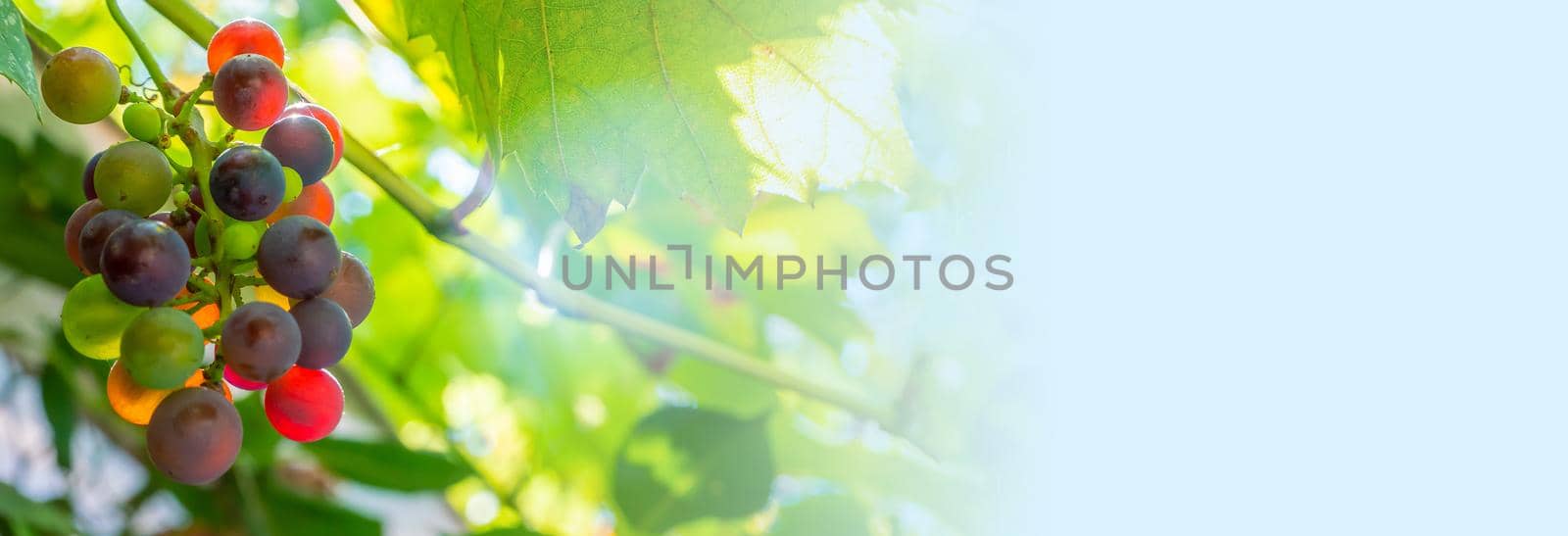 A branch of grape leaves against a clear blue sky. Copy space. . High quality photo