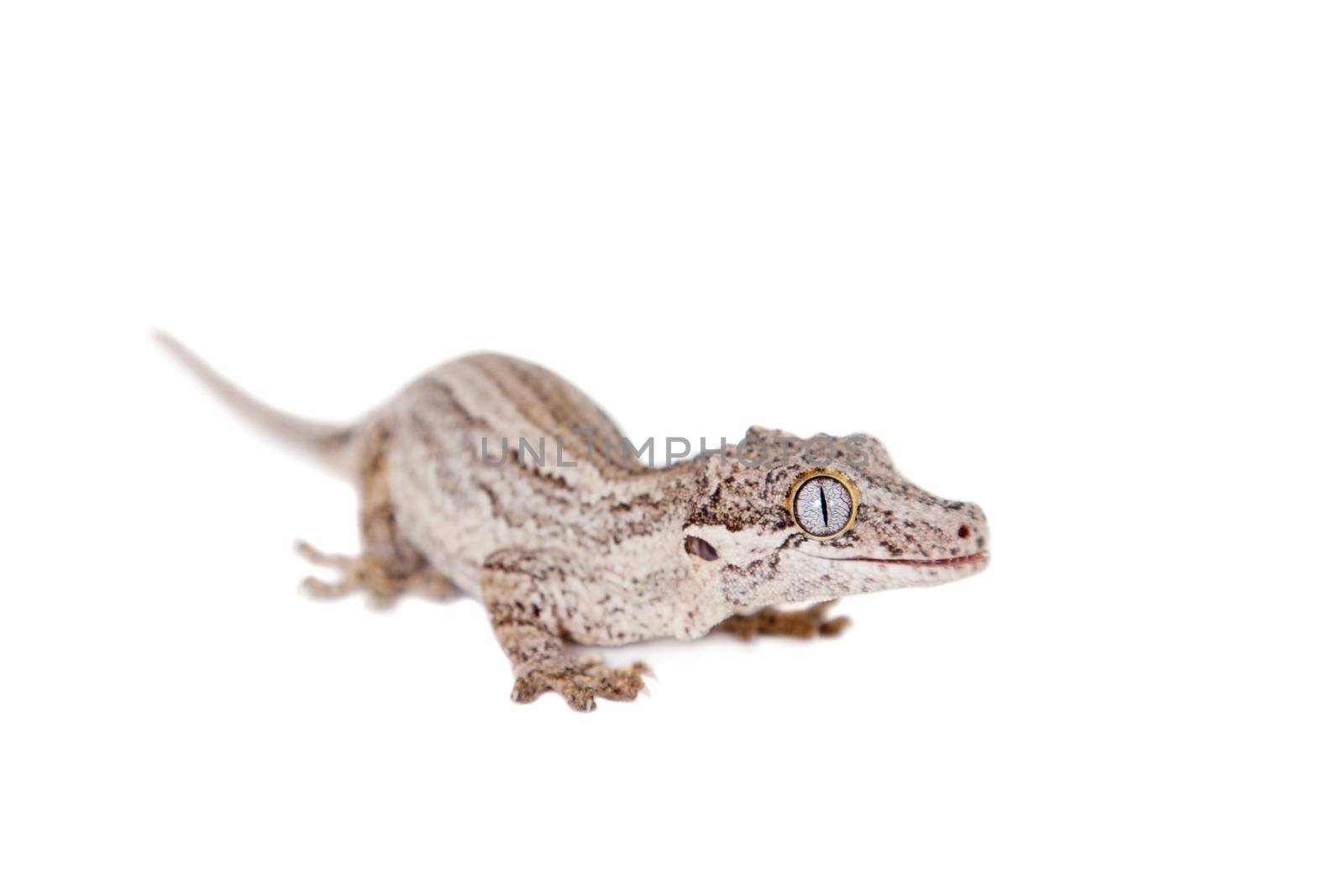 The gargoyle or New Caledonian bumpy gecko, Rhacodactylus auriculatus isolated on white