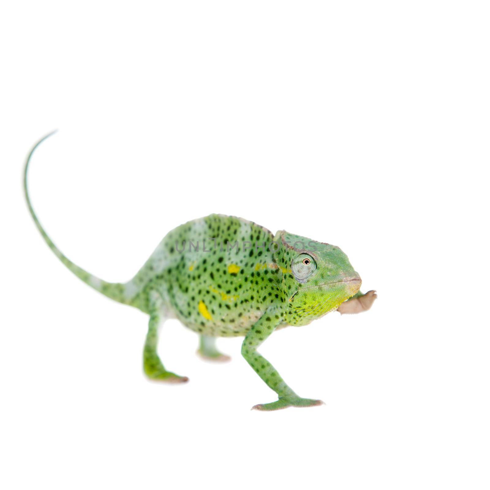 Usambara giant three-horned chameleon, Chamaeleo deremensis, female isolated on white