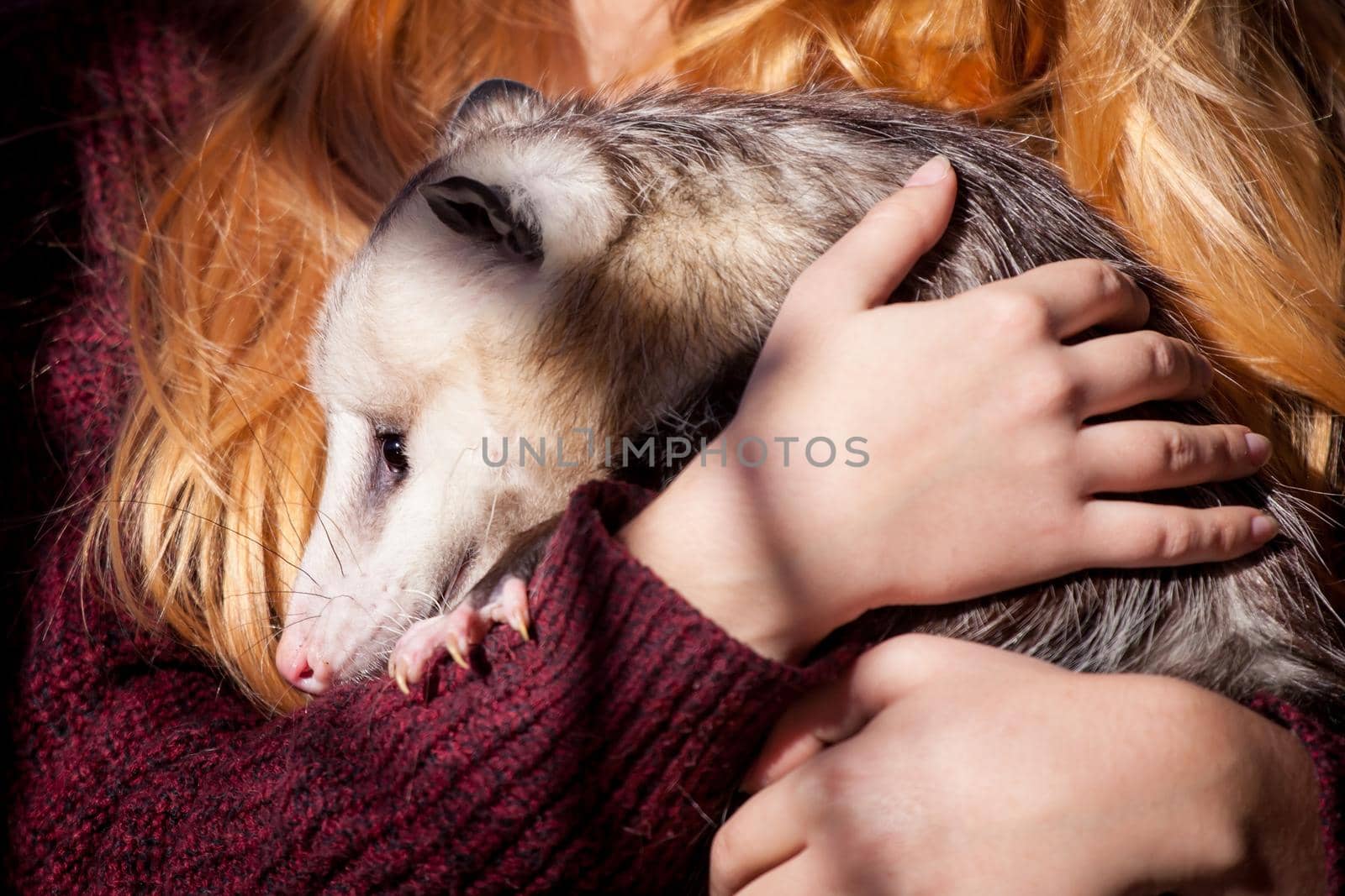 The Virginia or North American opossum, Didelphis virginiana, in autumn park