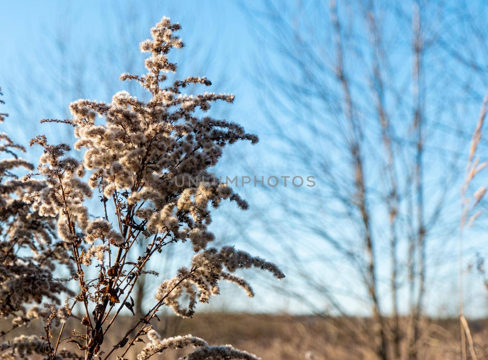 Dry reed against clear light blue sky on sunny day outdoors. Abstract natural background in neutral colors. Minimal trendy pampas grass panicles. Dying fireweed against bright autumn sky. Selective focus. High quality photo