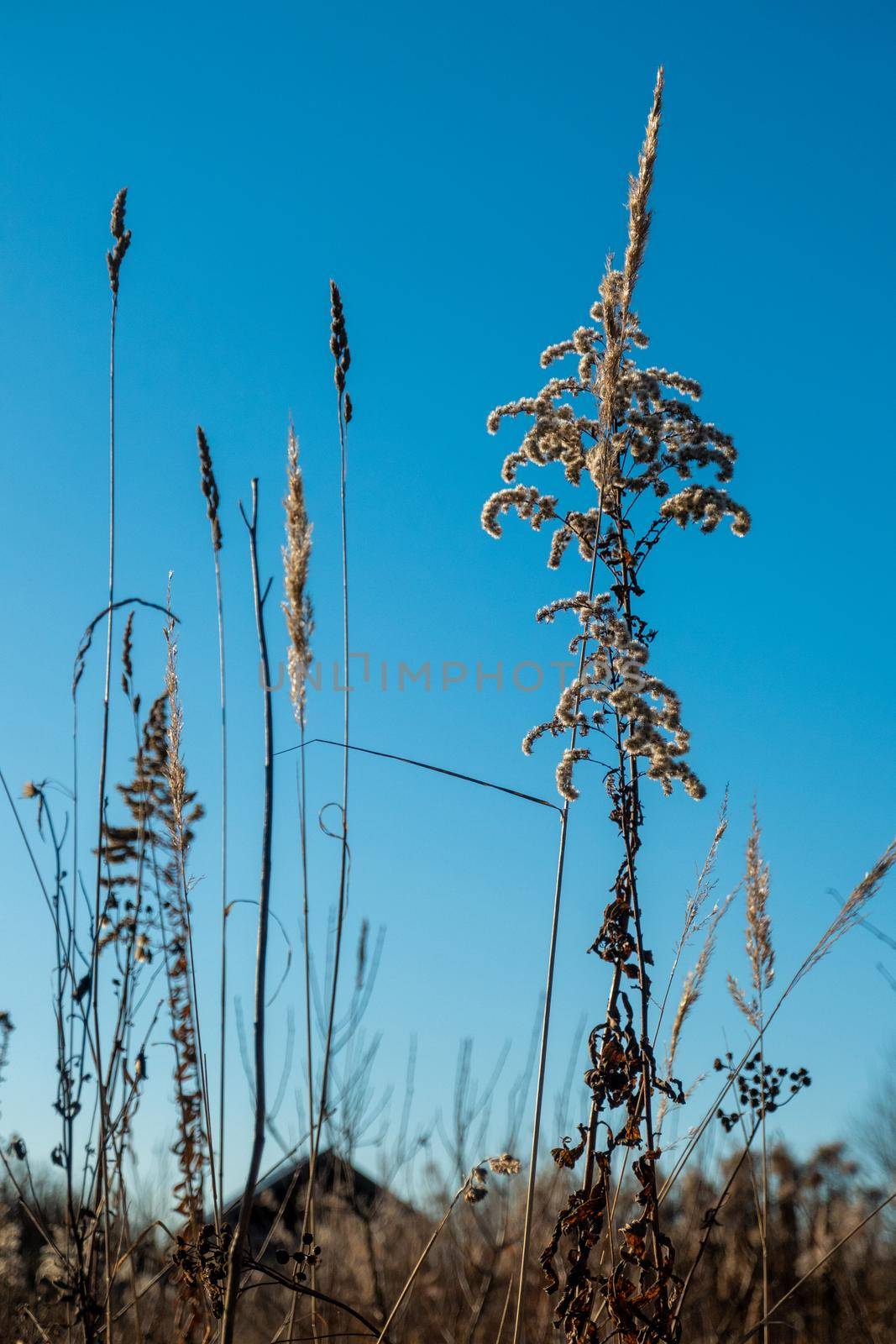 Dry reed against clear light blue sky on sunny day outdoors. Abstract natural background in neutral colors. Minimal trendy pampas grass panicles. Dying fireweed against bright autumn sky. Selective focus. High quality photo