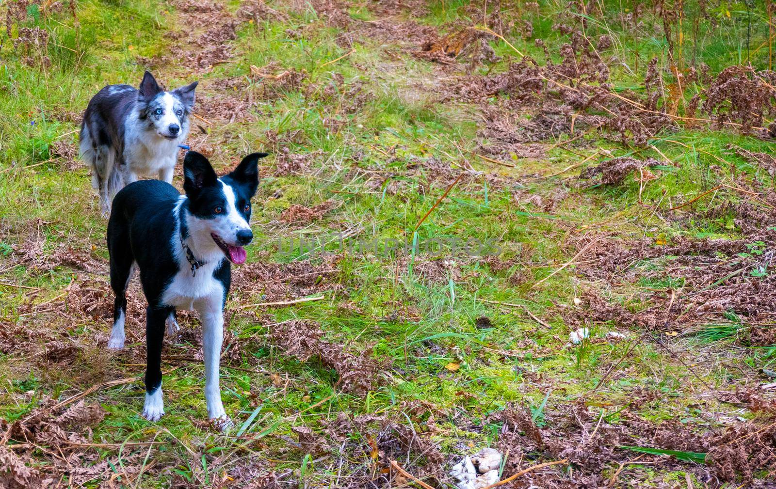 walking dogs in the autumn forest. Freedom. two funny border collie dogs on a forest road
