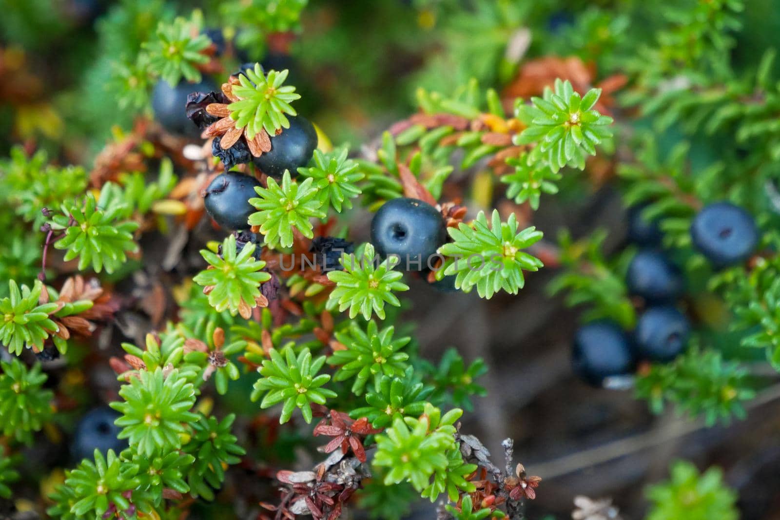 Black crowberry, Empetrum nigrum, on White sea bay, Russia