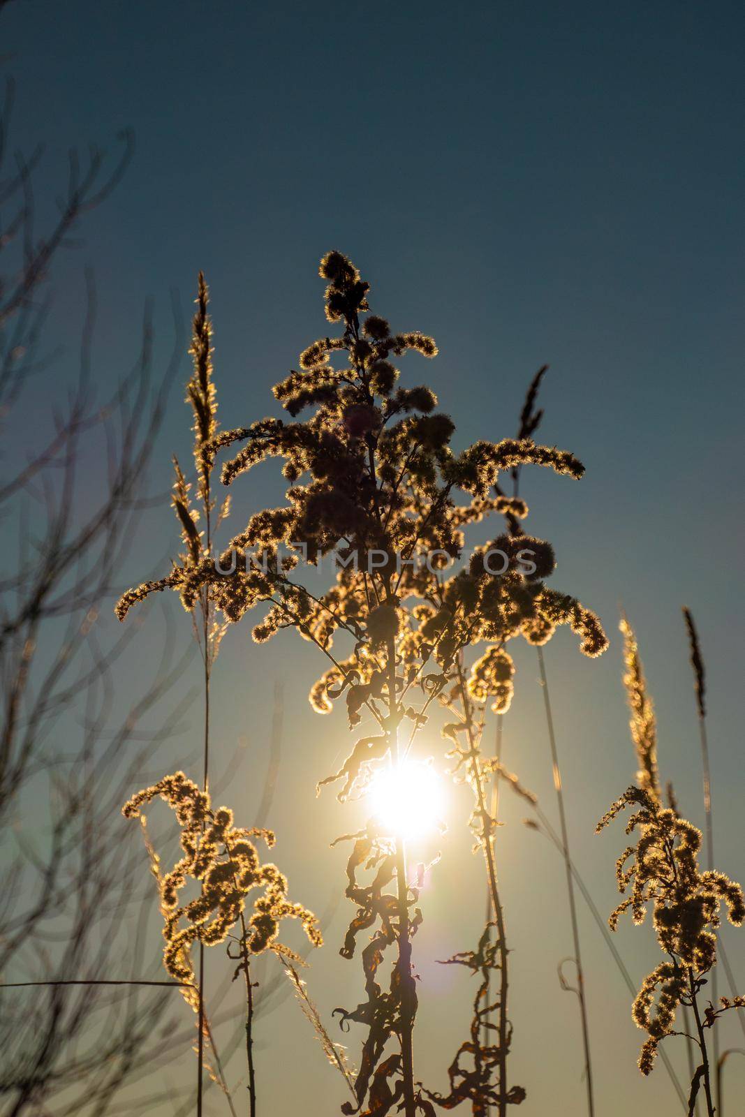 Dry reed against clear light blue sky on sunny day outdoors. Abstract natural background in neutral colors. Minimal trendy pampas grass panicles. Dying fireweed against bright autumn sky. Selective focus. High quality photo