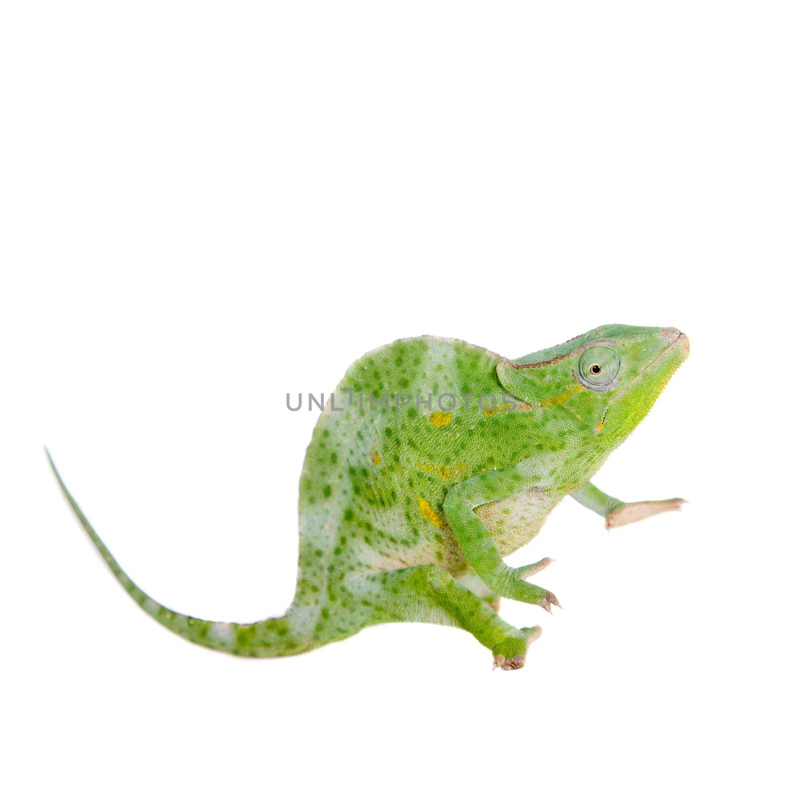 Usambara giant three-horned chameleon, Chamaeleo deremensis, female isolated on white