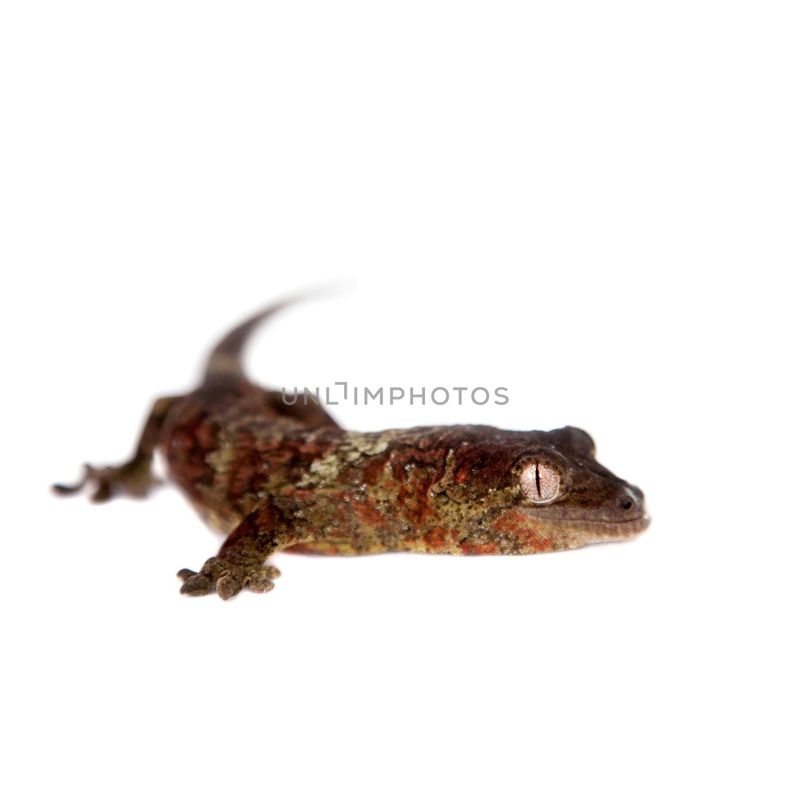 Mossy New Caledonian gecko isolated on white by RosaJay