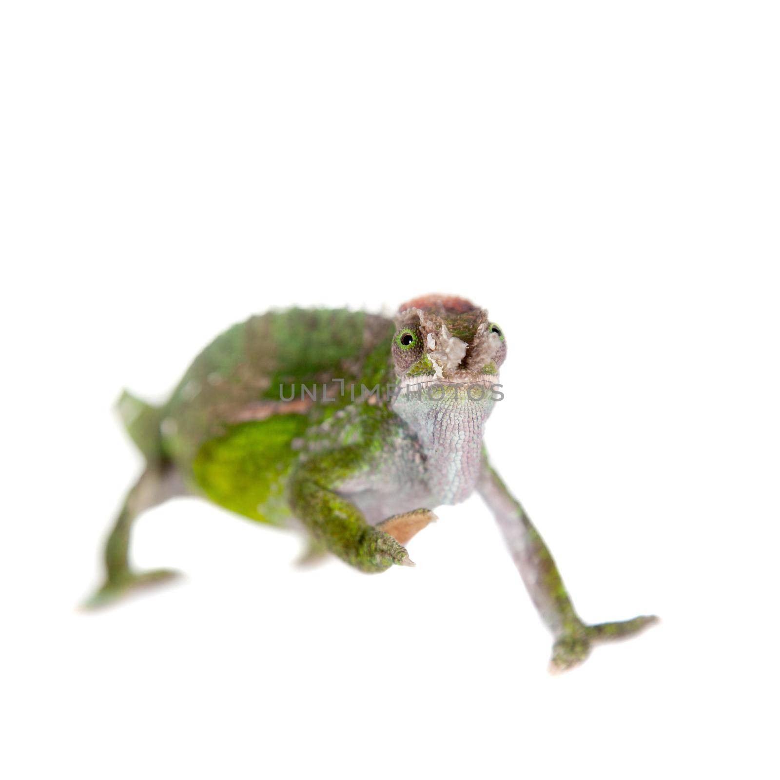 Fischer's chameleon, Kinyongia fischeri on white by RosaJay