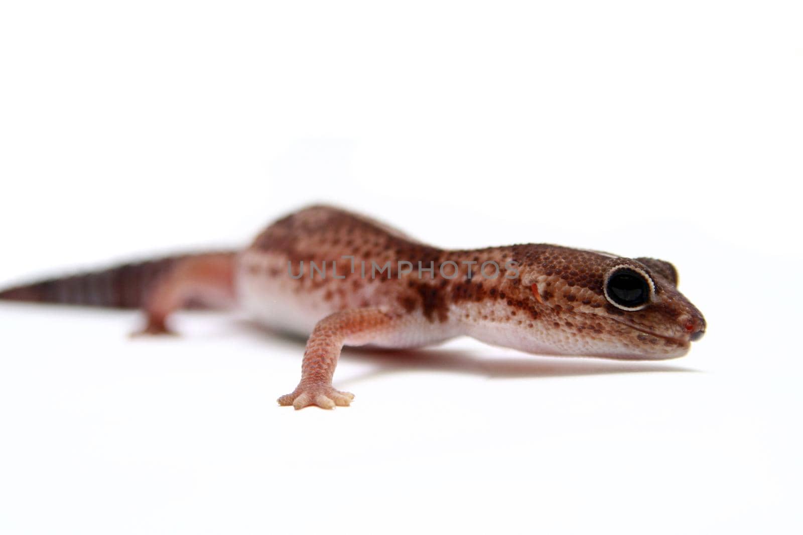 Leopard gecko, Eublepharis macularius, isolated on white background