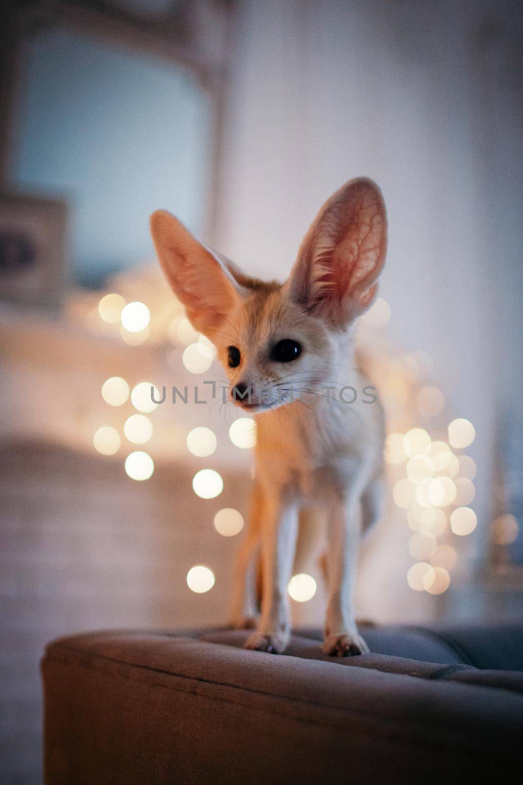 Pretty Fennec fox cub in decorated room with Christmass tree. New Years celebration.