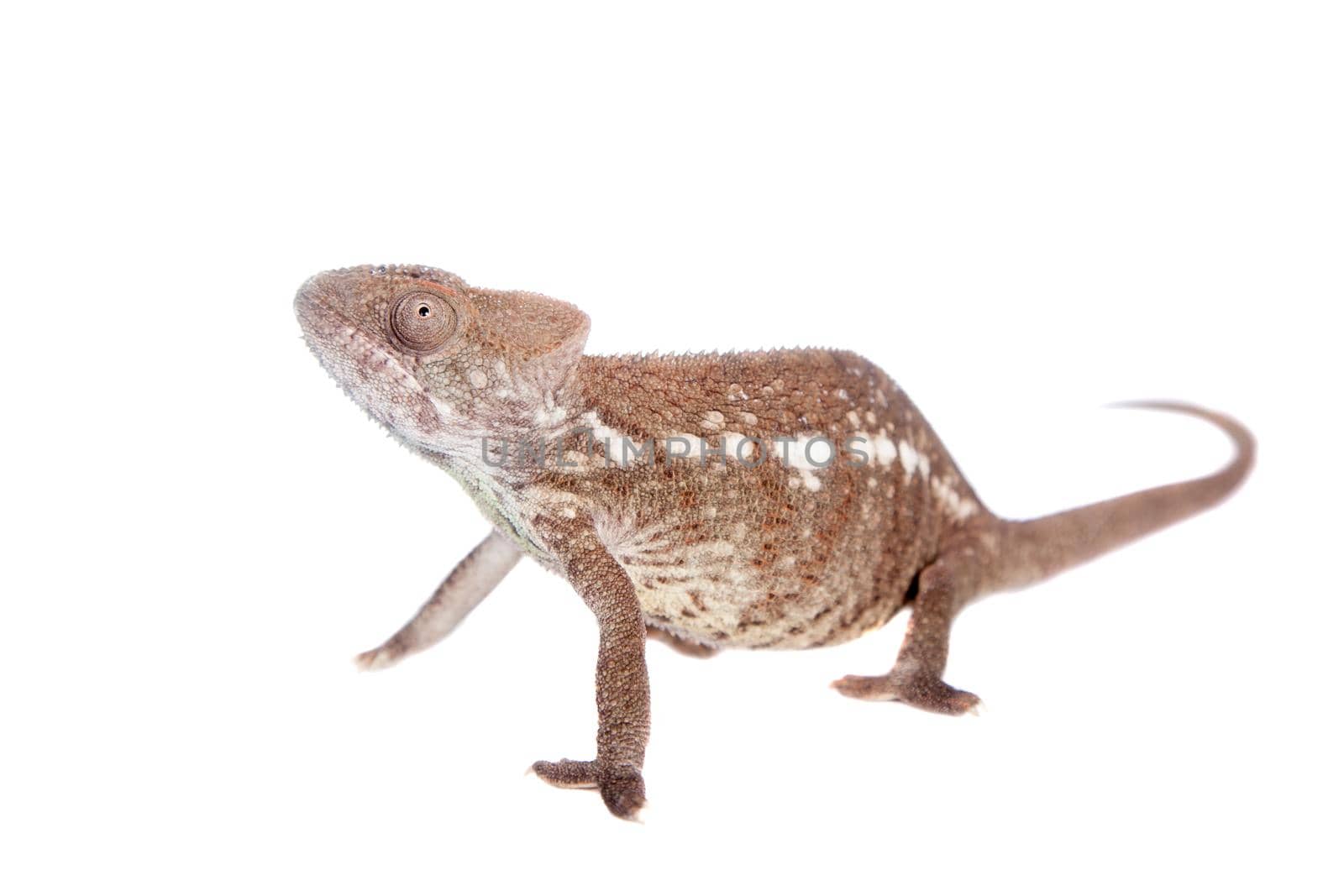 The Oustalet's or Malagasy giant chameleon, Furcifer oustaleti, female isolated on white