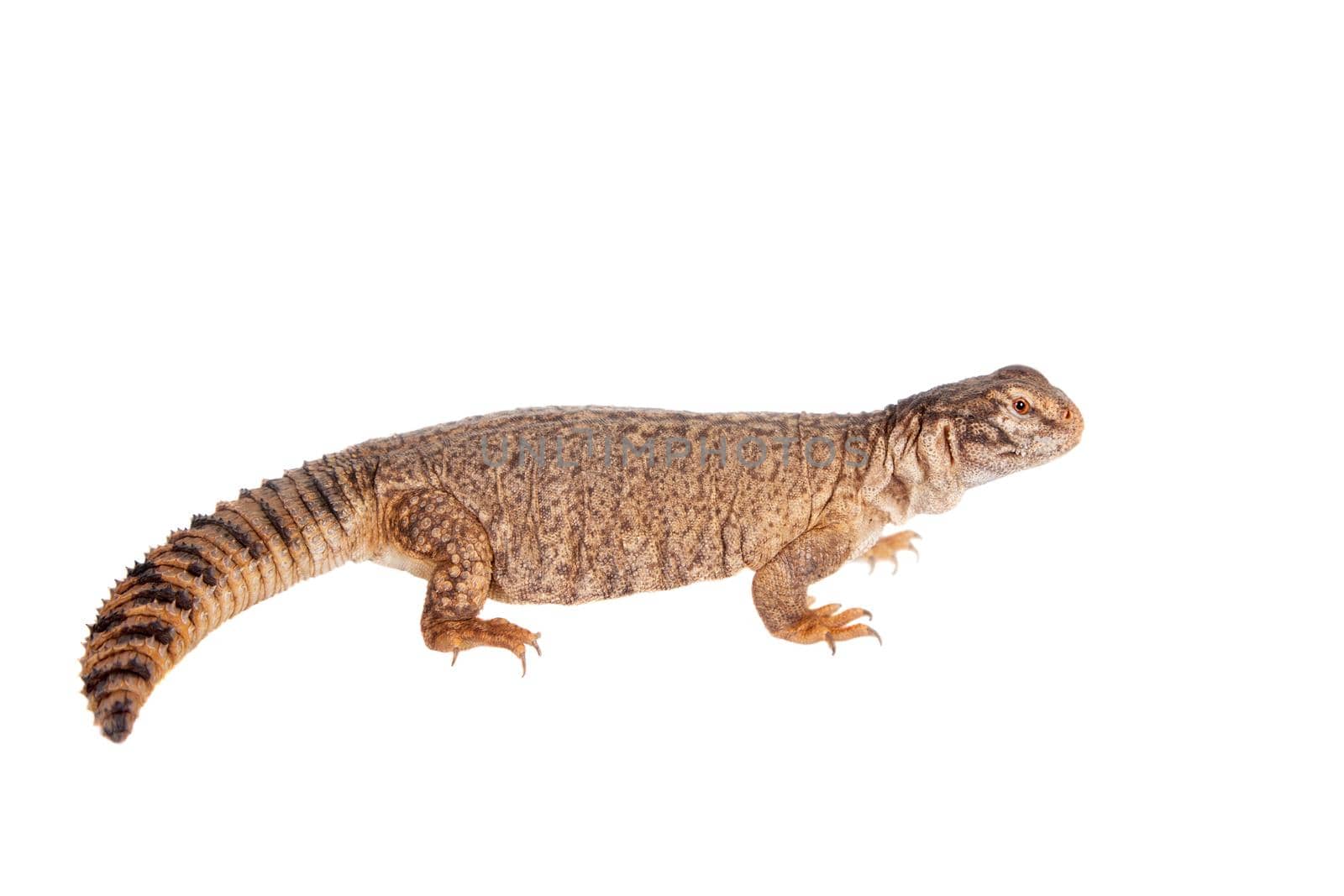 The Sudan Mastigure, Uromastyx dispar on white by RosaJay